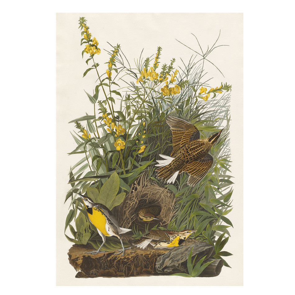 John James Audubon: Songbirds Boxed Notecards by Pomegranate at Cult Pens
