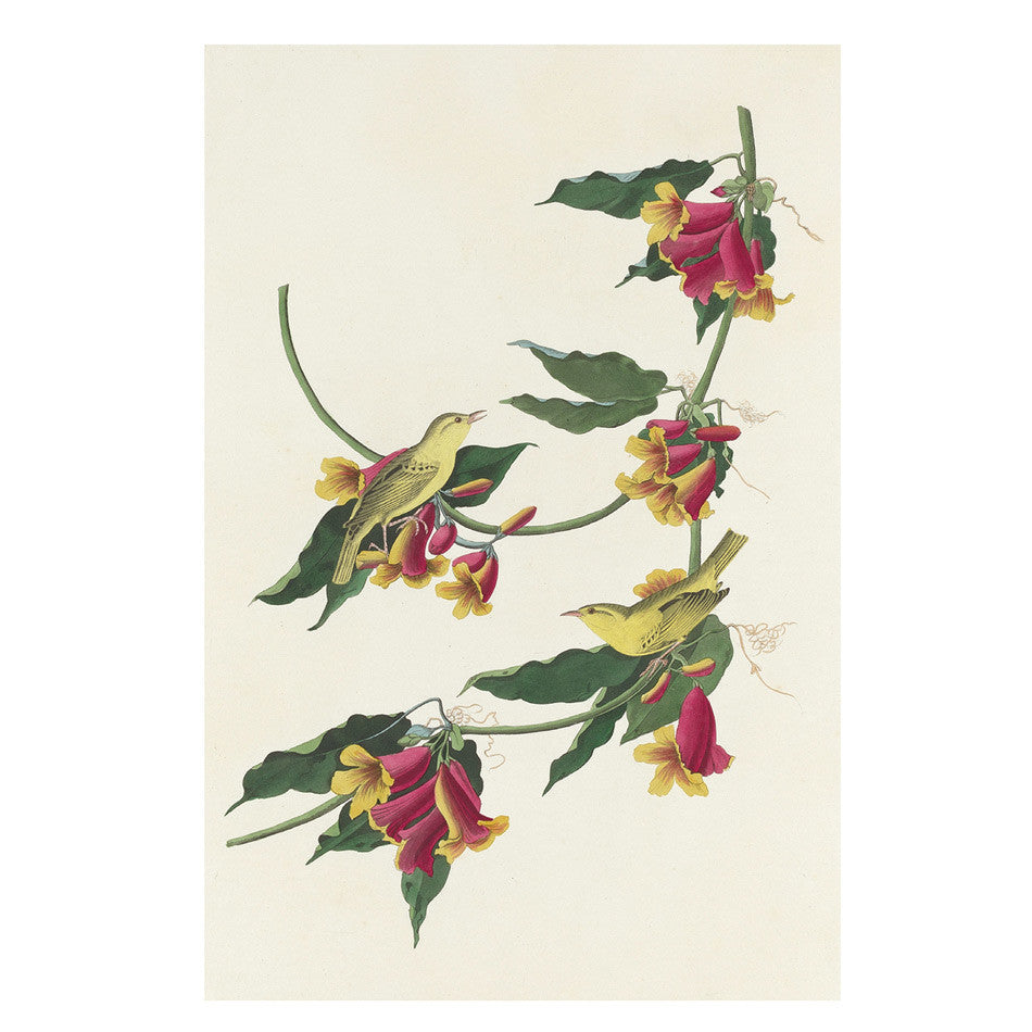John James Audubon: Songbirds Boxed Notecards by Pomegranate at Cult Pens