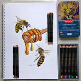 Derwent Chromaflow Coloured Pencils Tin of 12 by Derwent at Cult Pens