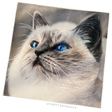 Derwent Chromaflow Coloured Pencils Tin of 12 by Derwent at Cult Pens