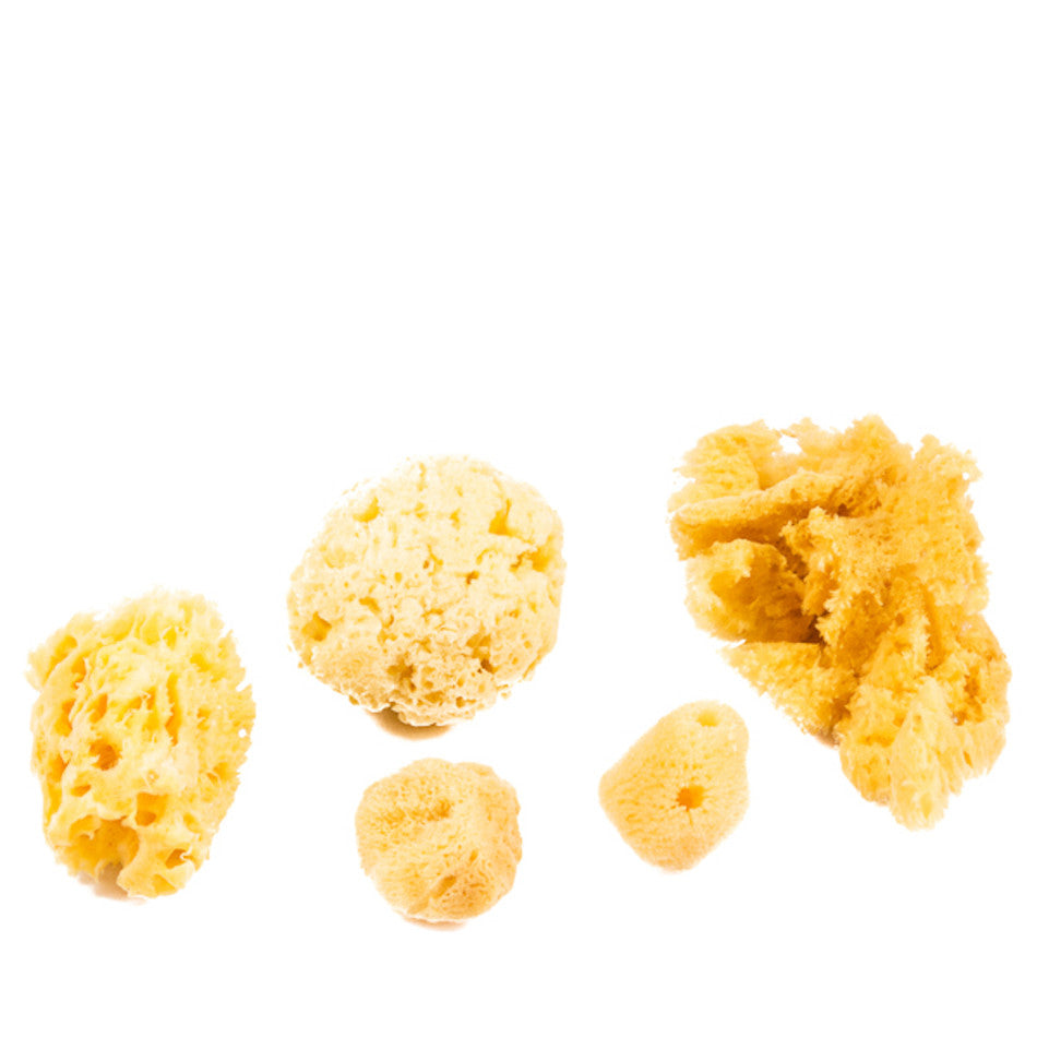 Jakar Natural Sea Sponge Assorted Set of 6 by Jakar at Cult Pens