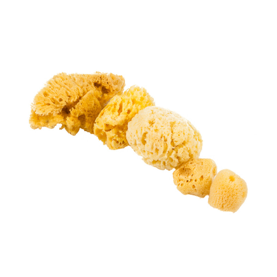 Jakar Natural Sea Sponge Assorted Set of 6 by Jakar at Cult Pens
