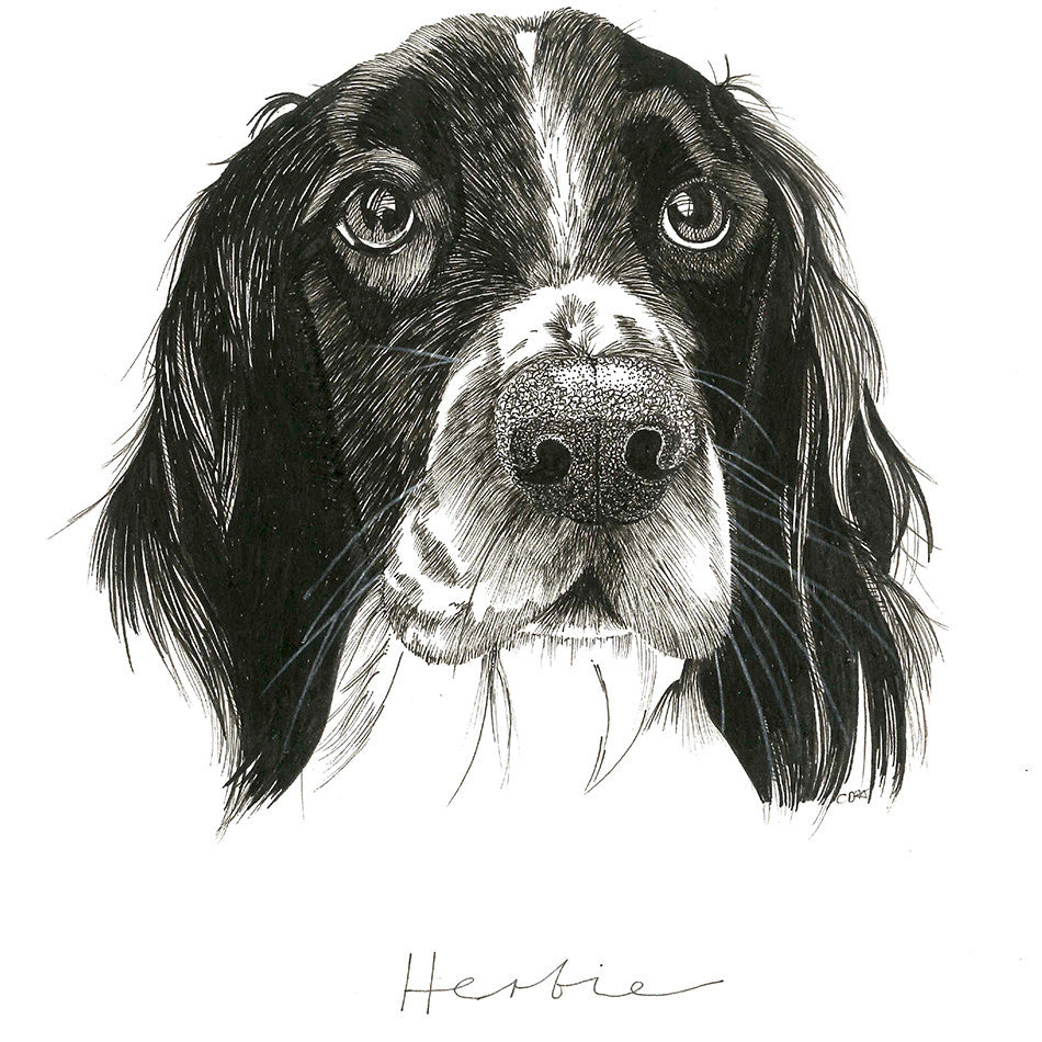 Pentel Pointliner Pen Black Set of 5 Assorted by Pentel at Cult Pens